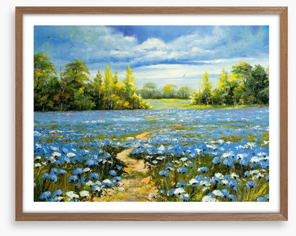 Blossoming cornflowers