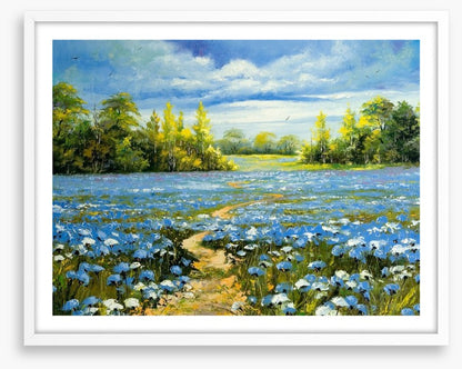 Blossoming cornflowers