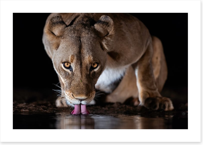 Mammals