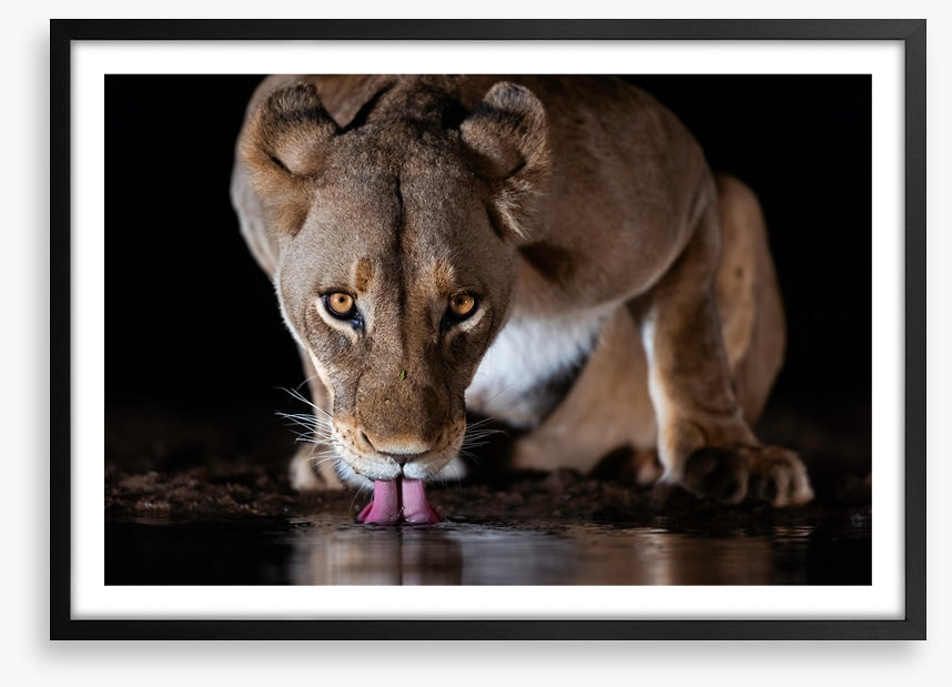 Mammals