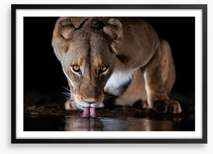 Mammals
