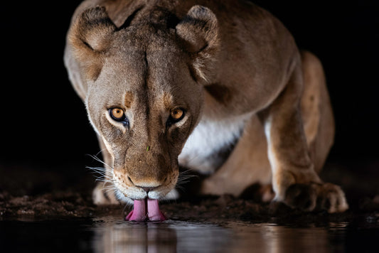 Mammals