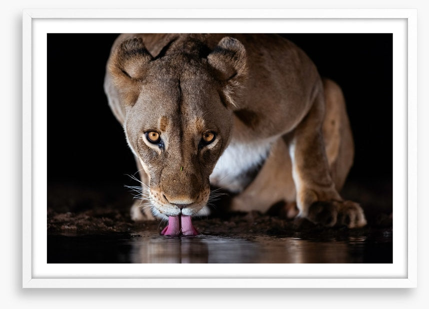 Mammals