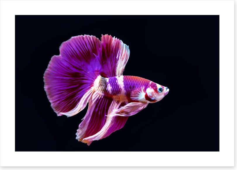 Fish / Aquatic