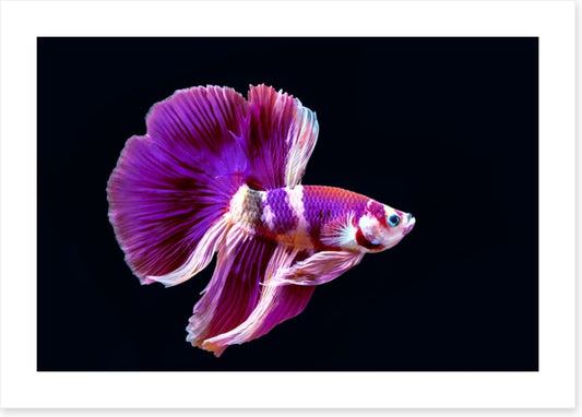 Fish / Aquatic