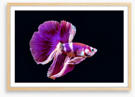 Fish / Aquatic