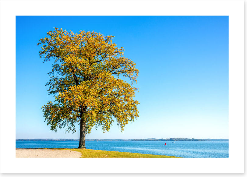 Lakeside leaves