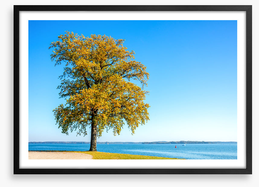 Lakeside leaves