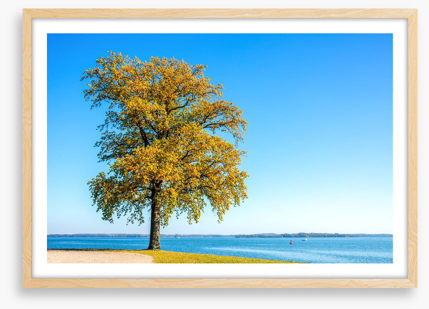 Lakeside leaves