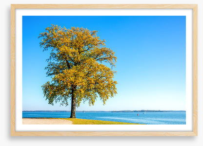 Lakeside leaves