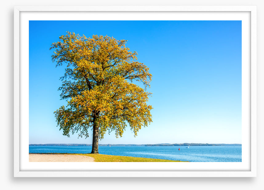 Lakeside leaves