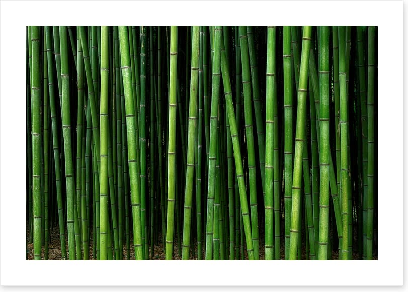 Through the bamboo