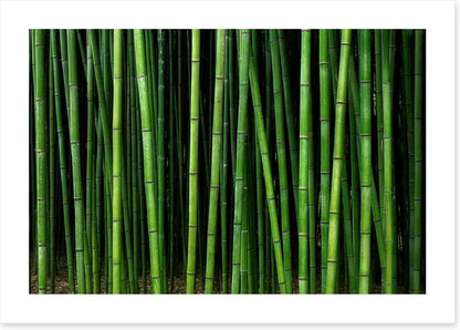 Through the bamboo