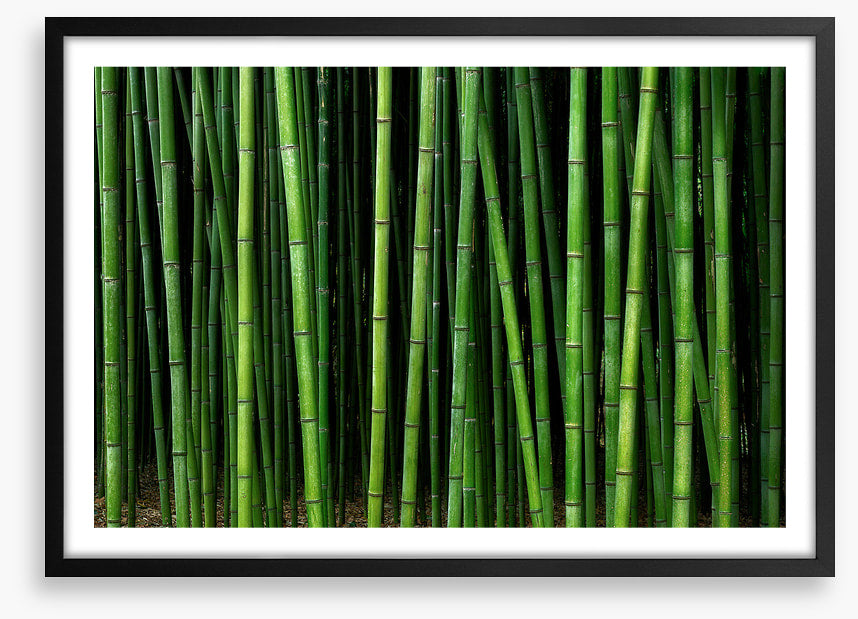 Through the bamboo