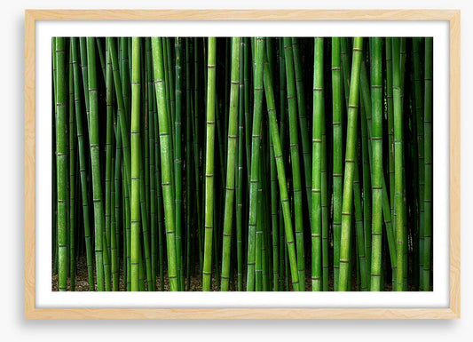 Through the bamboo