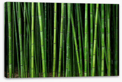 Through the bamboo