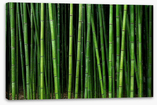 Through the bamboo
