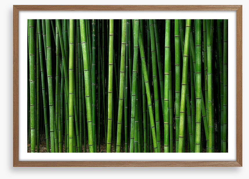 Through the bamboo