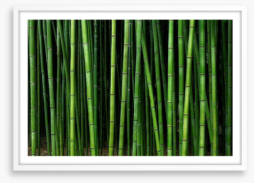 Through the bamboo