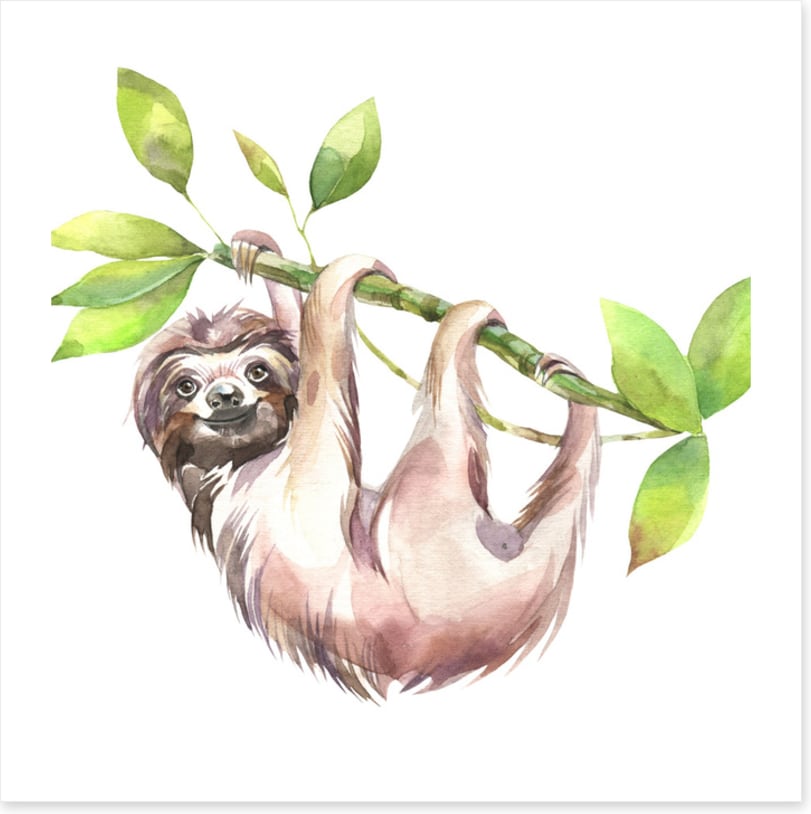 Smiling sloth