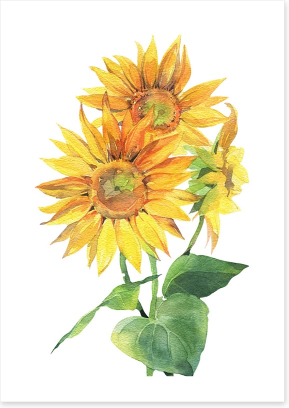 Sunflower trio