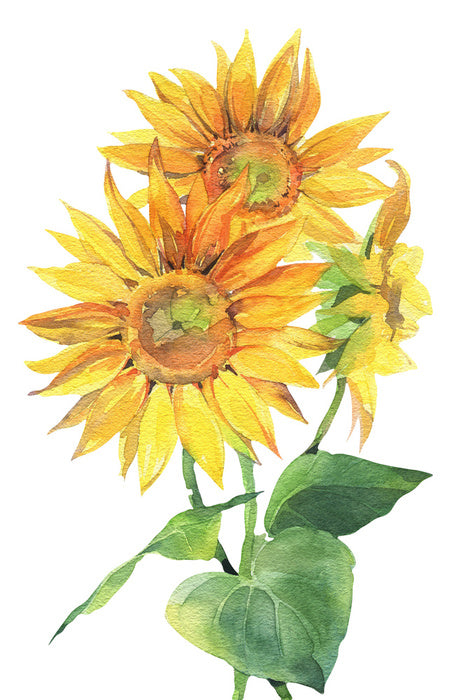 Sunflower trio