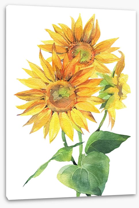 Sunflower trio