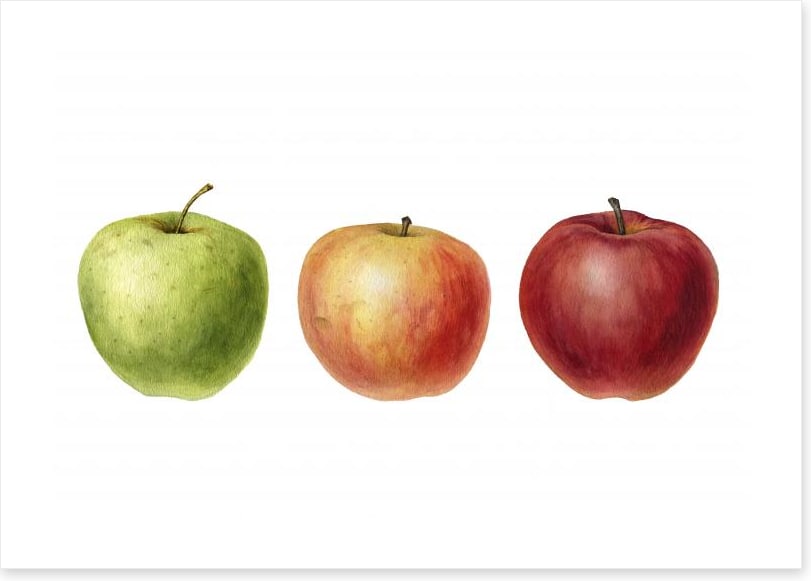 Ready go apples