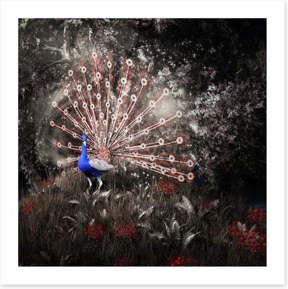 Peacock of the night