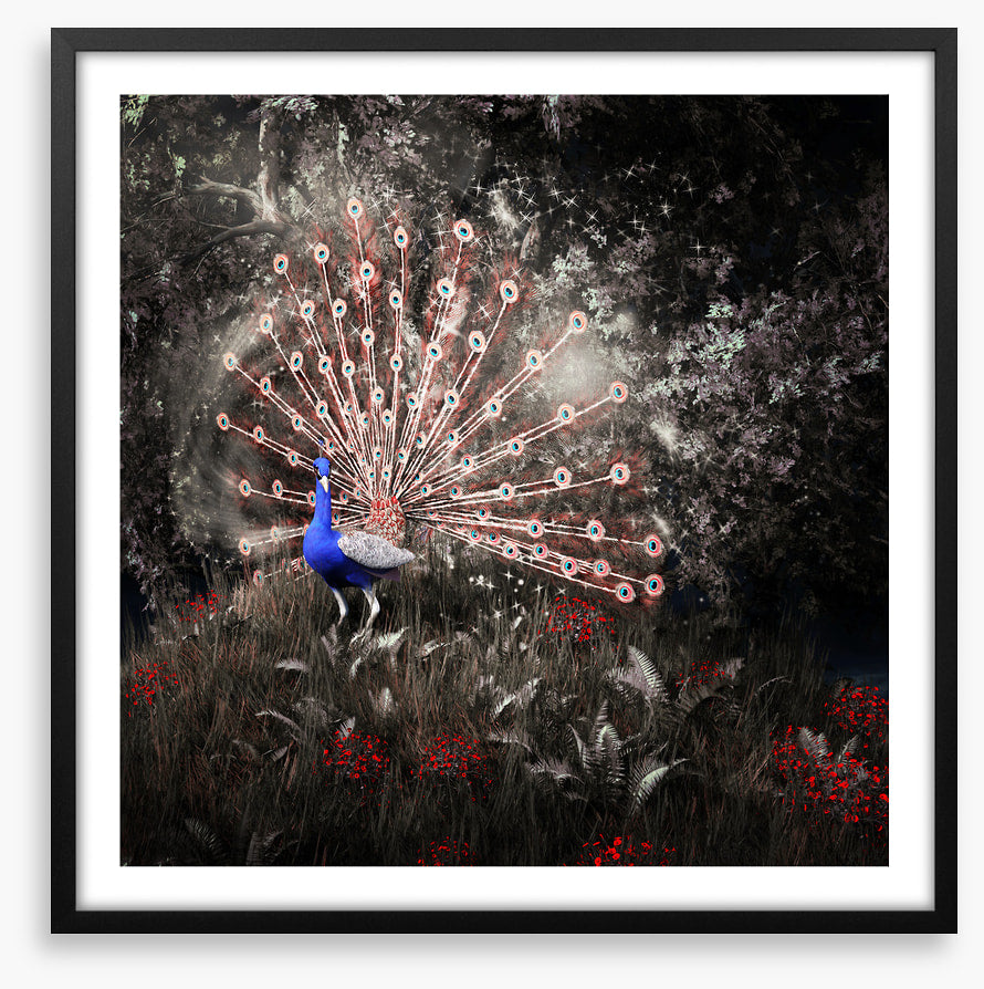 Peacock of the night