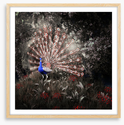 Peacock of the night