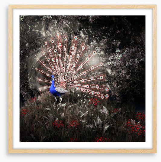 Peacock of the night