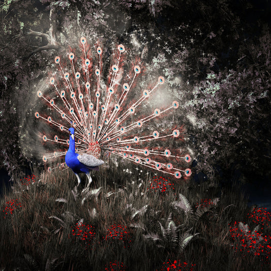 Peacock of the night