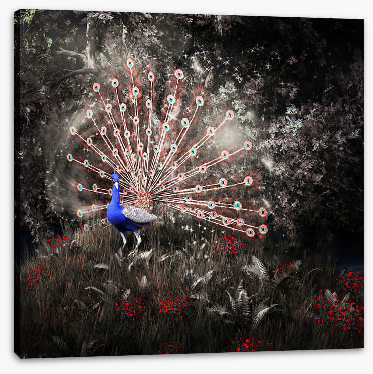 Peacock of the night