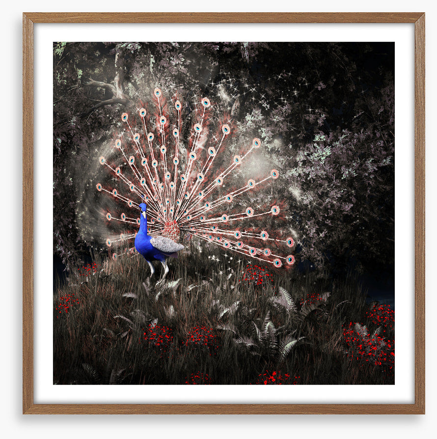 Peacock of the night