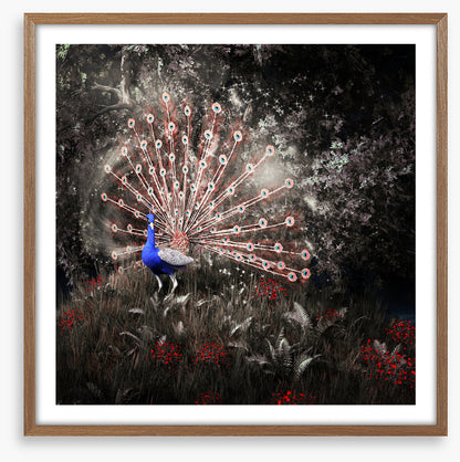 Peacock of the night