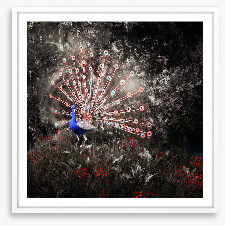 Peacock of the night