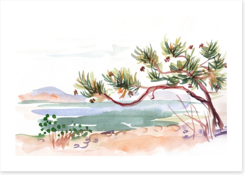 Pine by the sea