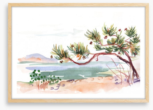 Pine by the sea