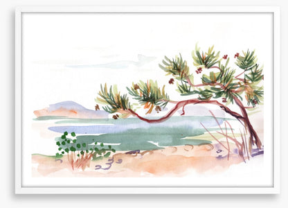 Pine by the sea
