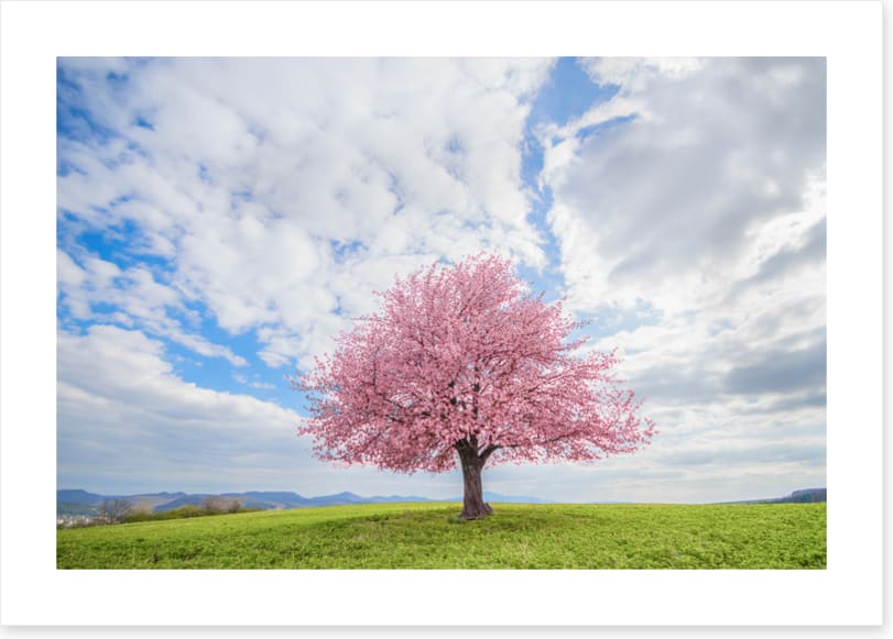 Spring and sky