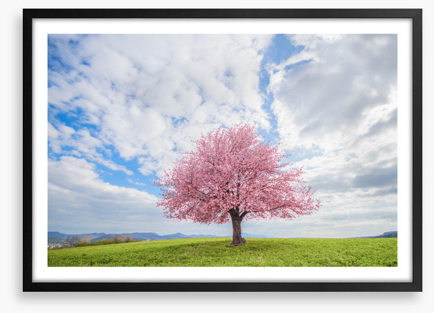 Spring and sky