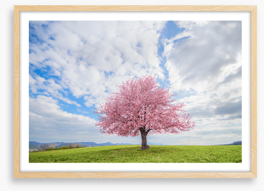Spring and sky