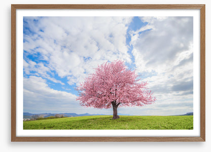 Spring and sky