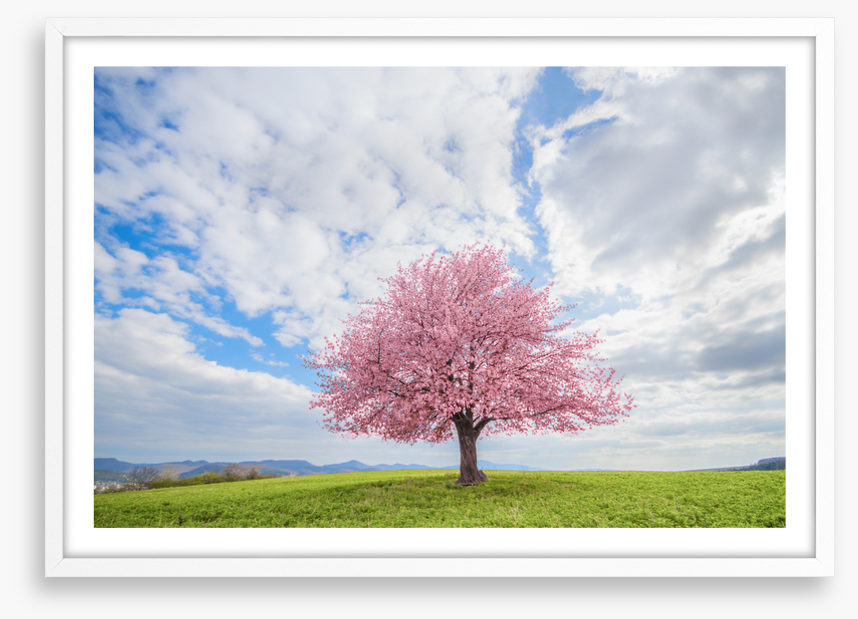 Spring and sky
