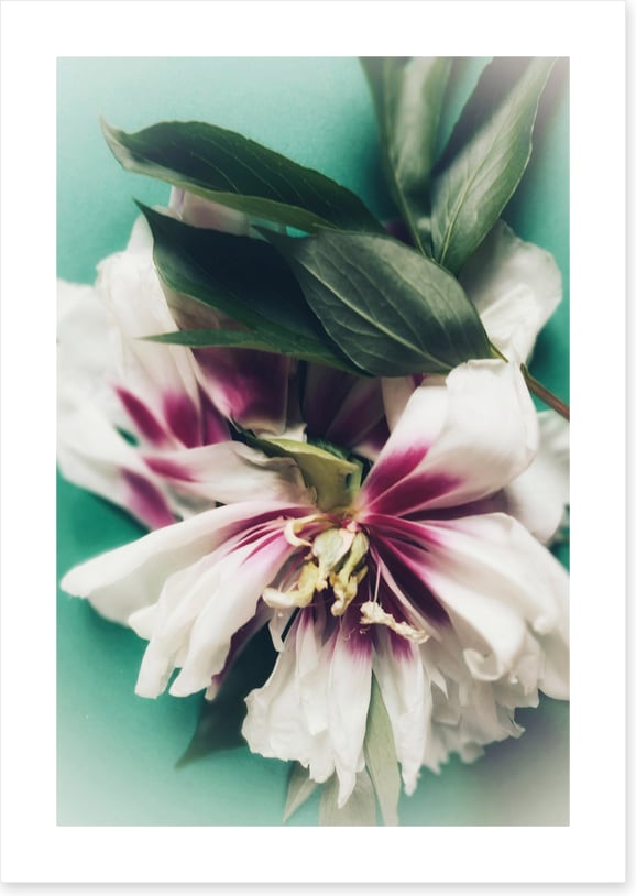 Last bloom