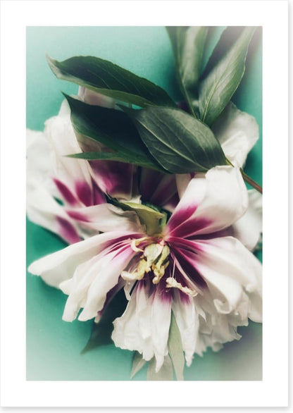 Last bloom