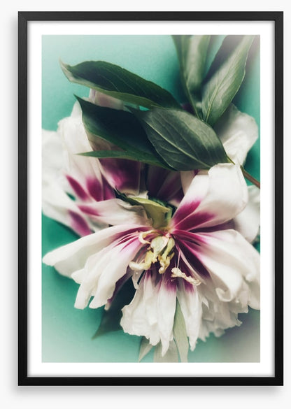 Last bloom
