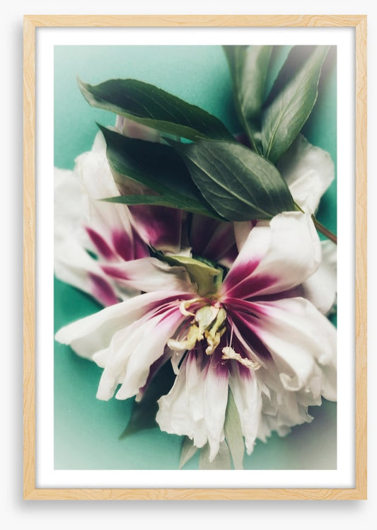 Last bloom