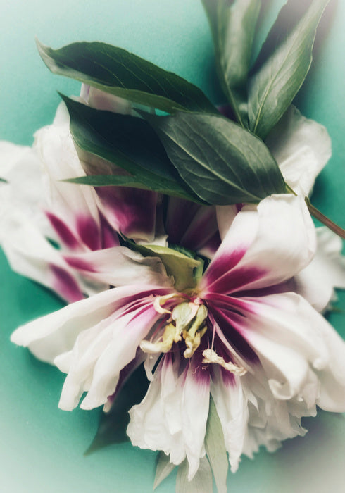 Last bloom